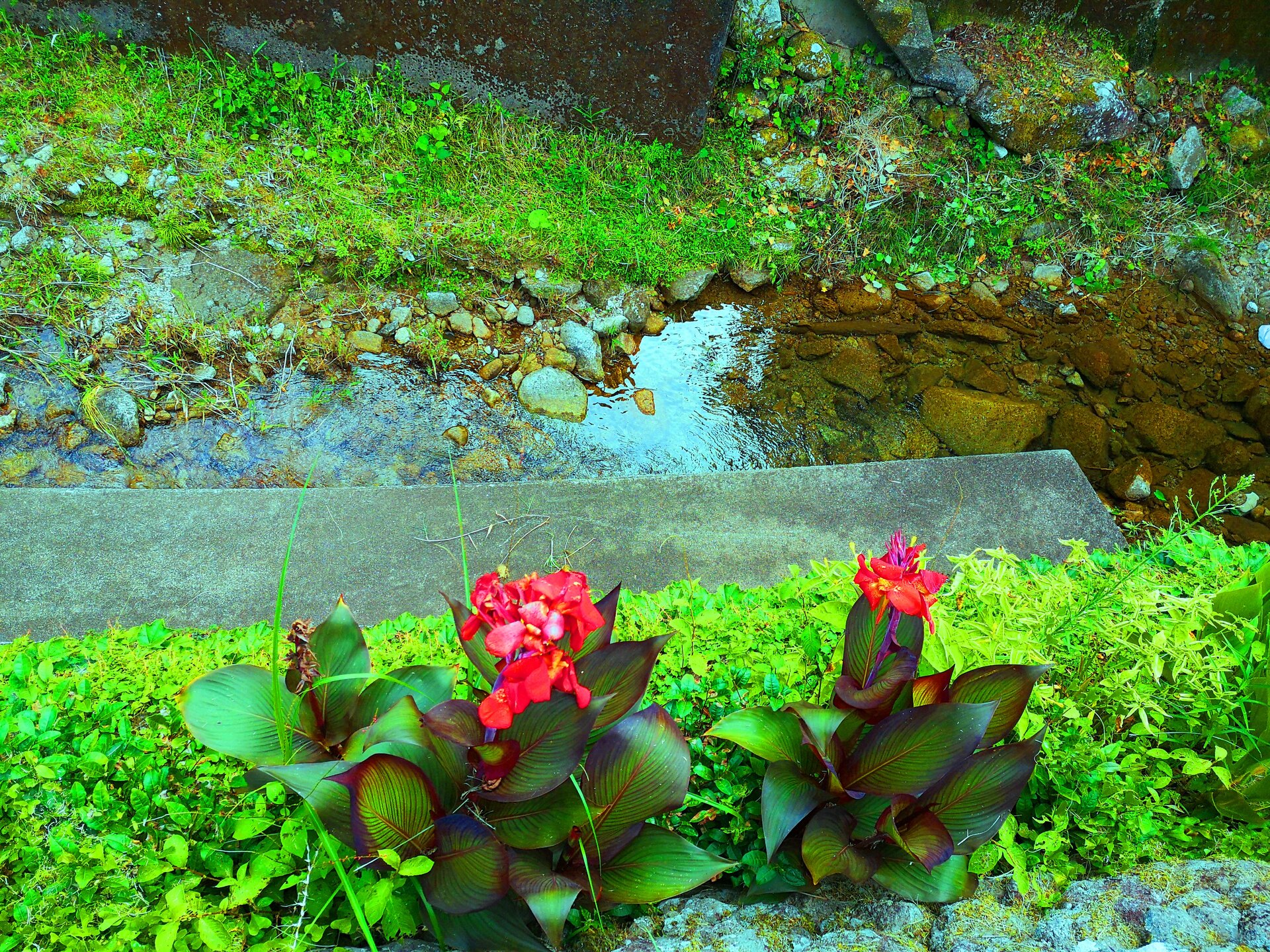 日本の風景 夏の花 壁紙19x1440 壁紙館