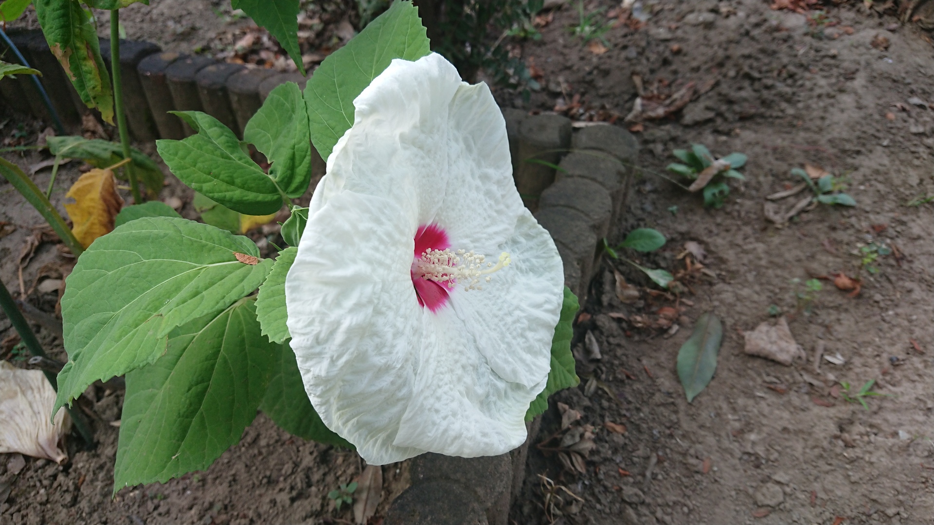 花 植物 夏の珍しい花 壁紙19x1080 壁紙館