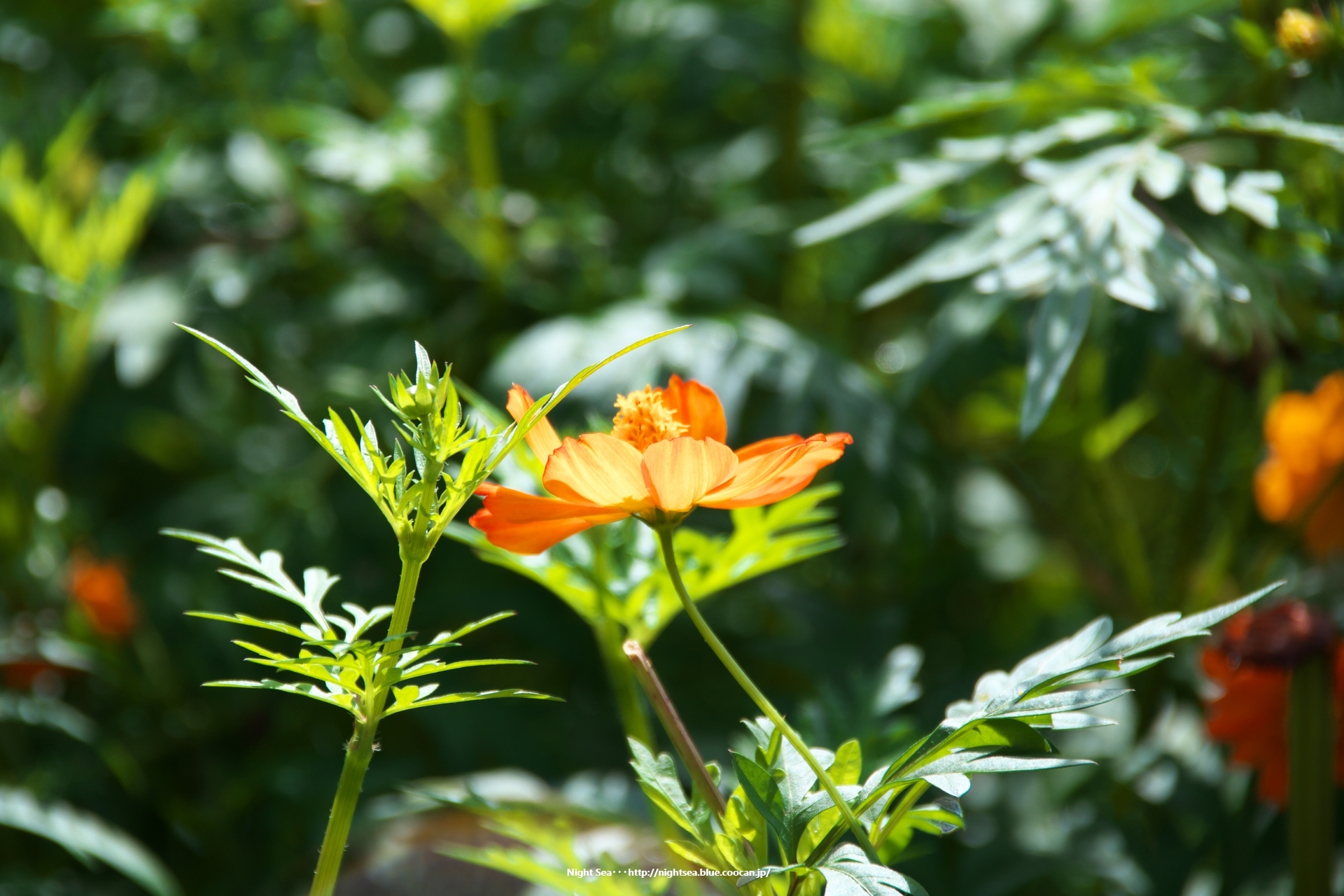 花 植物 さわやか 壁紙19x1280 壁紙館