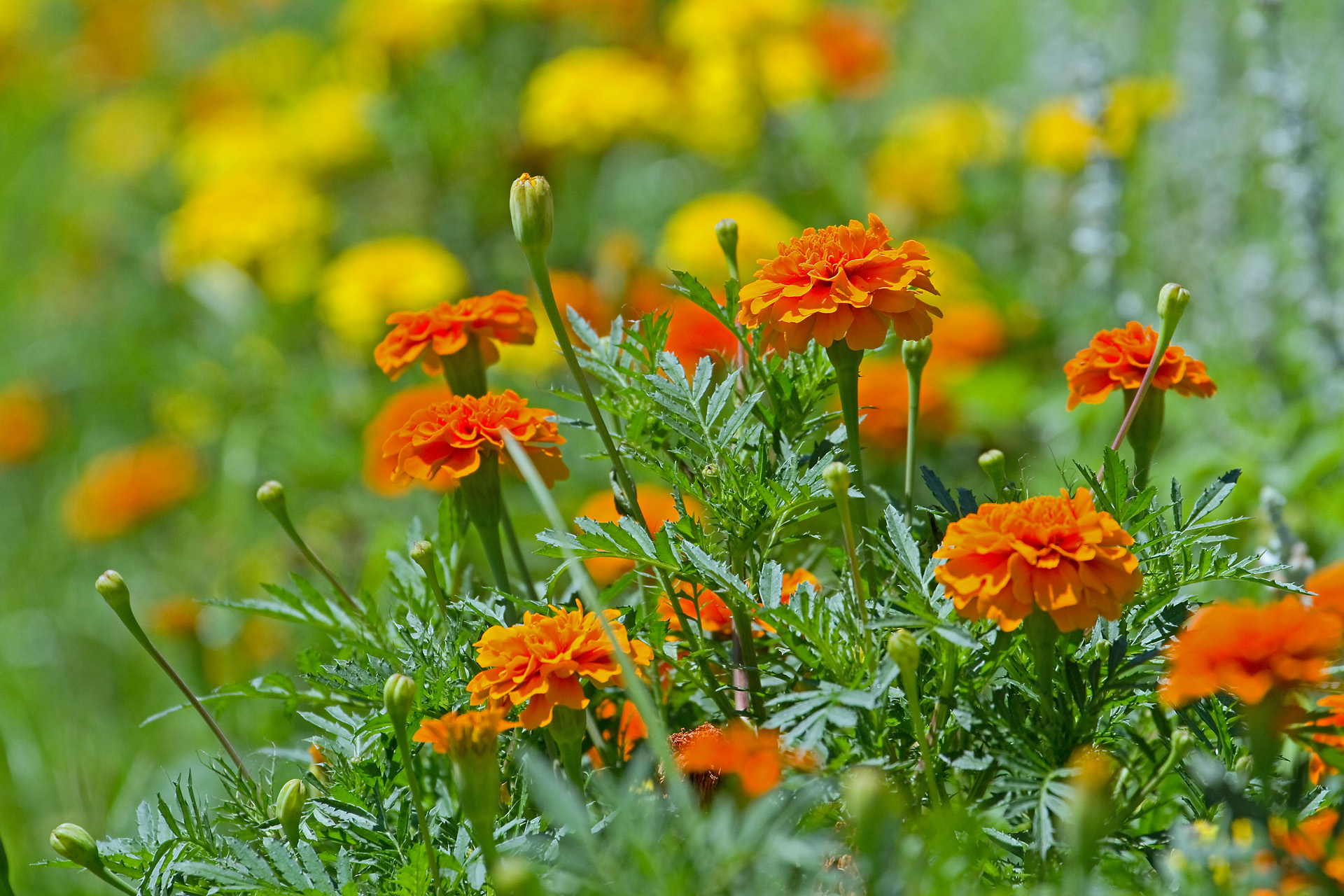 花 植物 マリーゴールド 壁紙19x1280 壁紙館