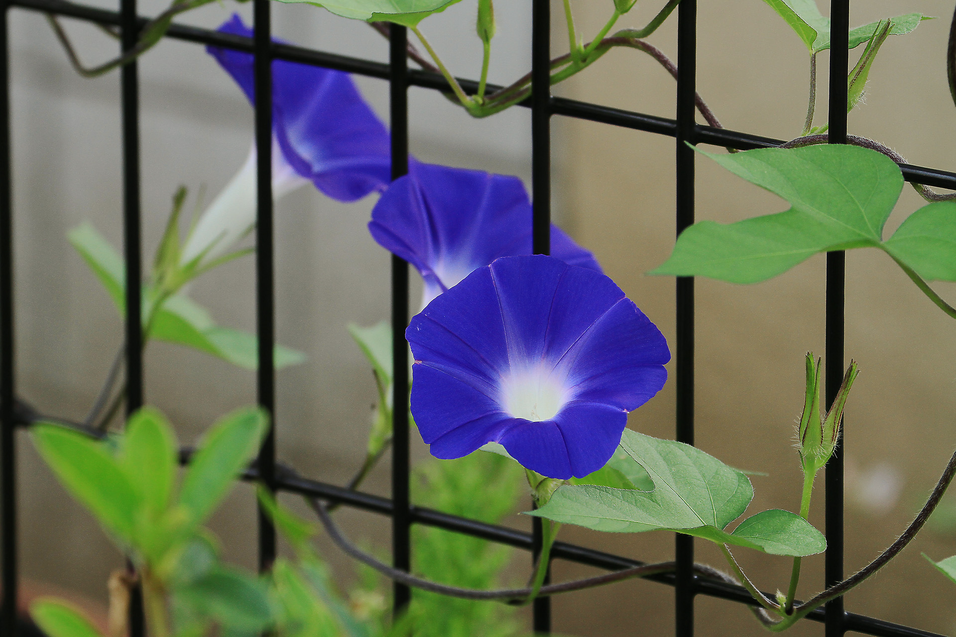 花 植物 朝顔 壁紙19x1280 壁紙館