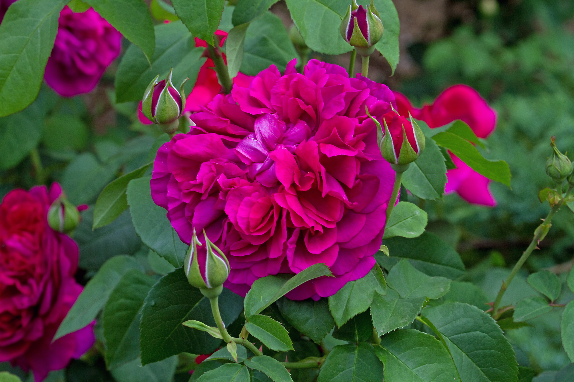 花 植物 ザダークレディ 壁紙19x1280 壁紙館