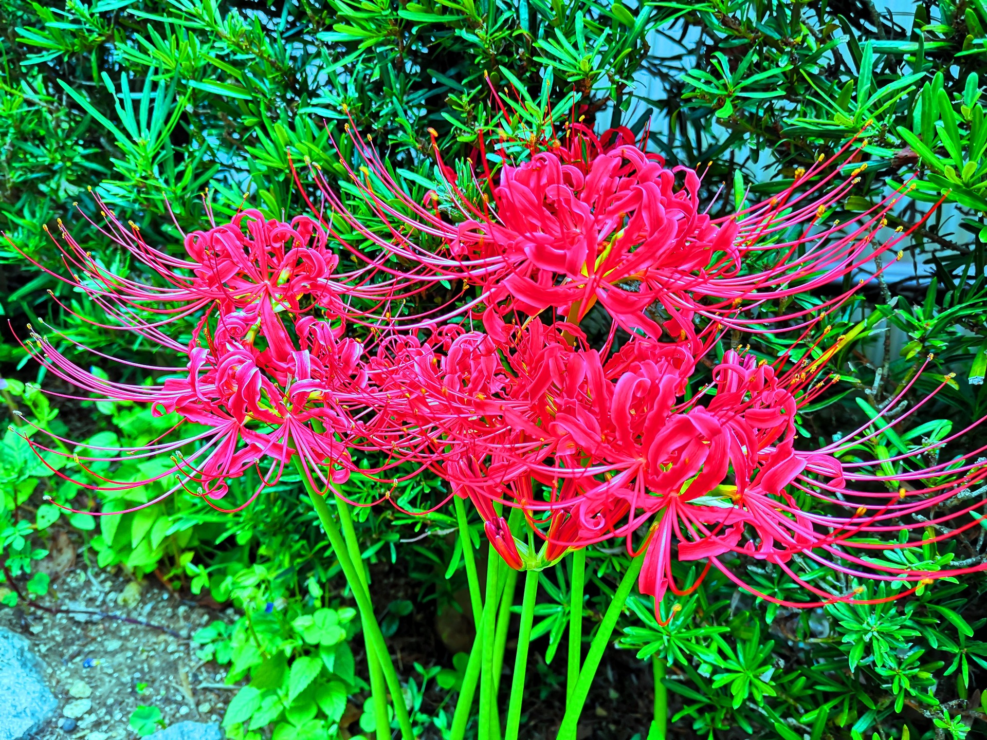 花 植物 秋の花 壁紙19x1440 壁紙館