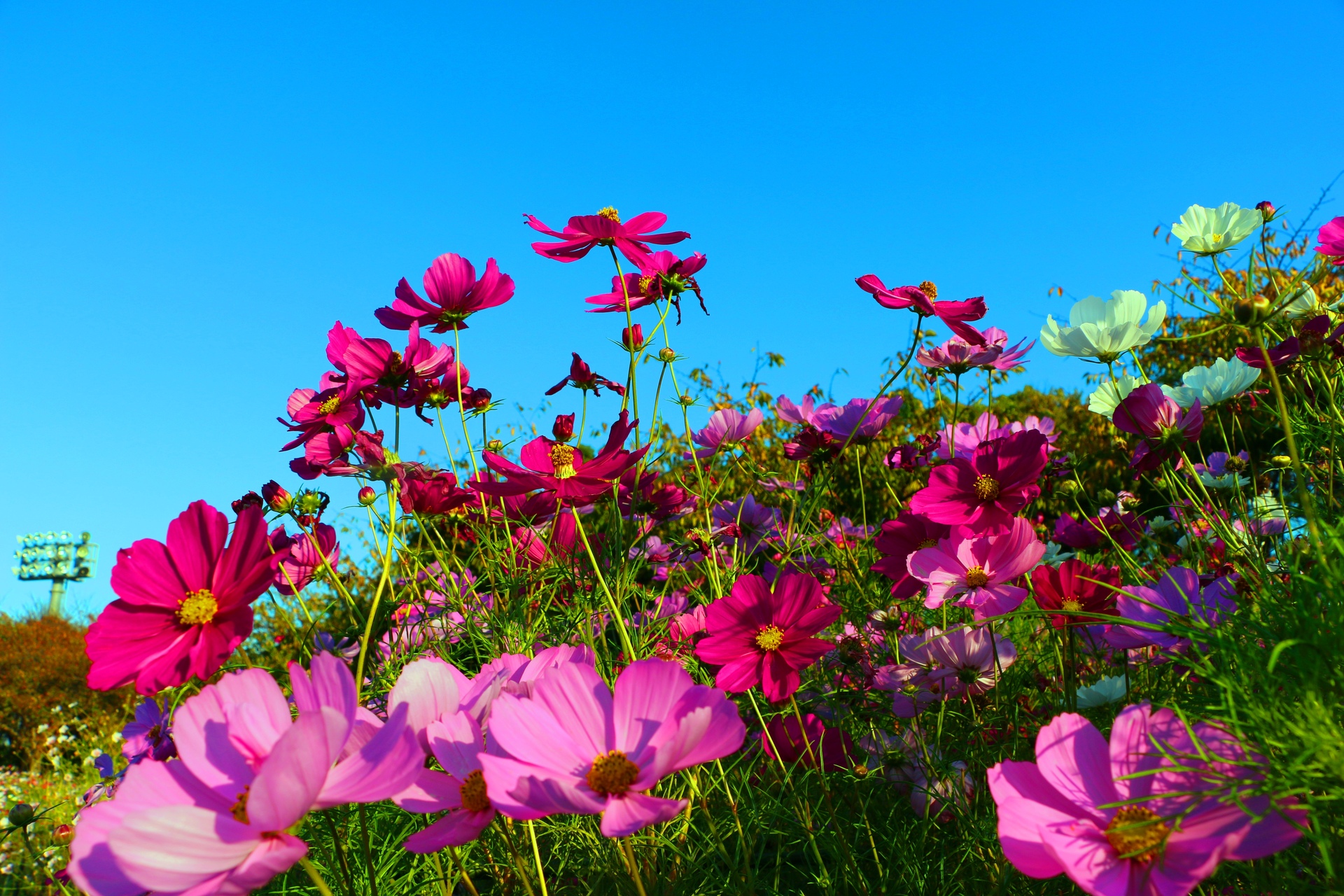 日本の風景 秋の花 壁紙19x1280 壁紙館