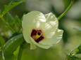 オクラの花