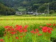 秋の田に彩り添える彼岸花