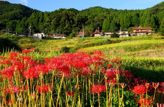 秋の訪れ棚田の彼岸花