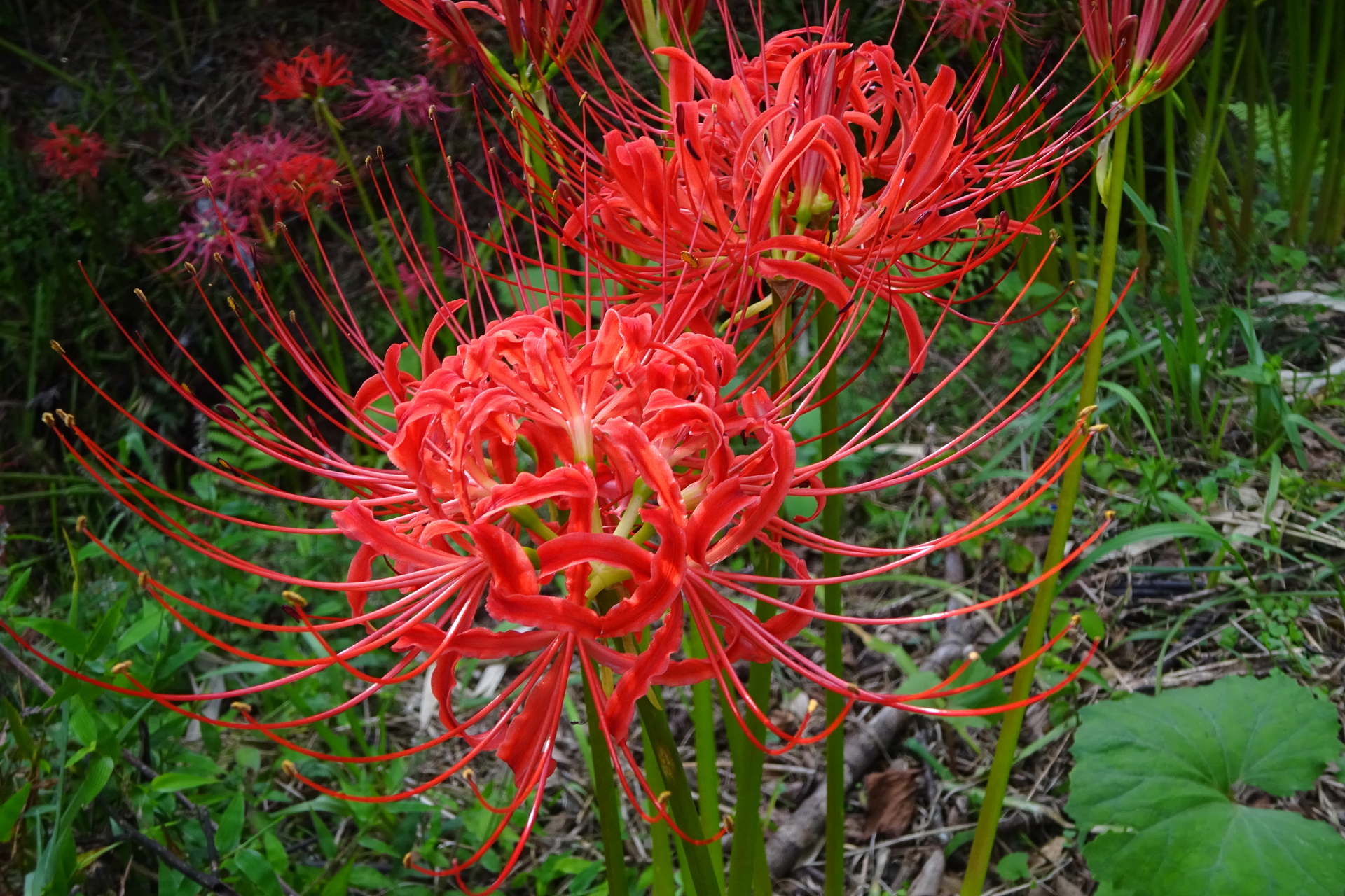 花 植物 彼岸花 壁紙19x1280 壁紙館 花 植物 彼岸花 壁紙19x1280 壁紙館