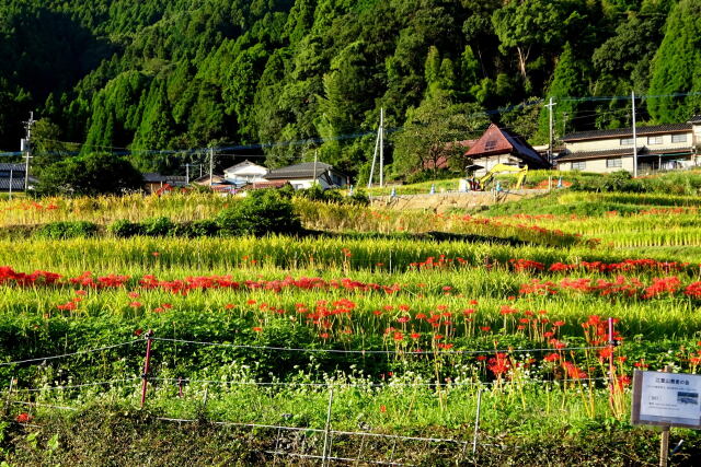 棚田風景蕎麦の花と彼岸花