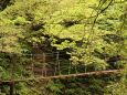 緑の中の吊り橋