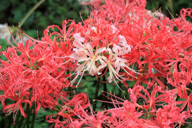 彼岸花の花たち
