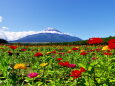 百日草と富士山