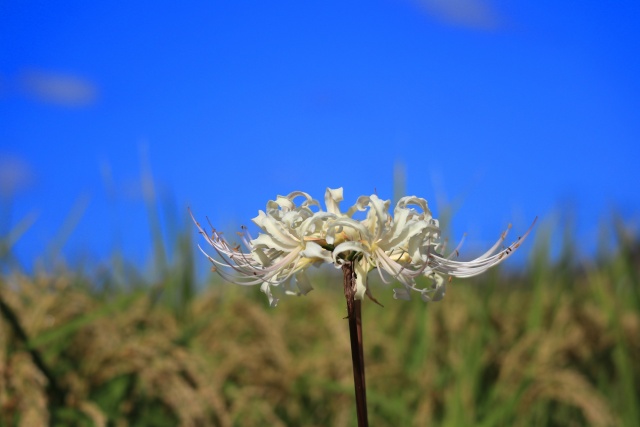 一本の白彼岸花