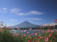 コスモス&富士山