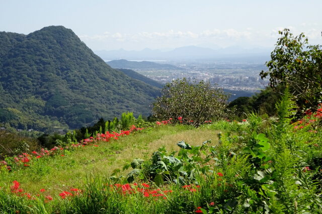 彼岸花が咲く丘の上から
