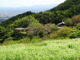 棚田に蕎麦の花が咲いている山村