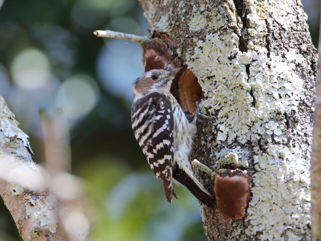 コゲラちゃん47