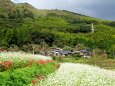 蕎麦の花彼岸花の山村集落