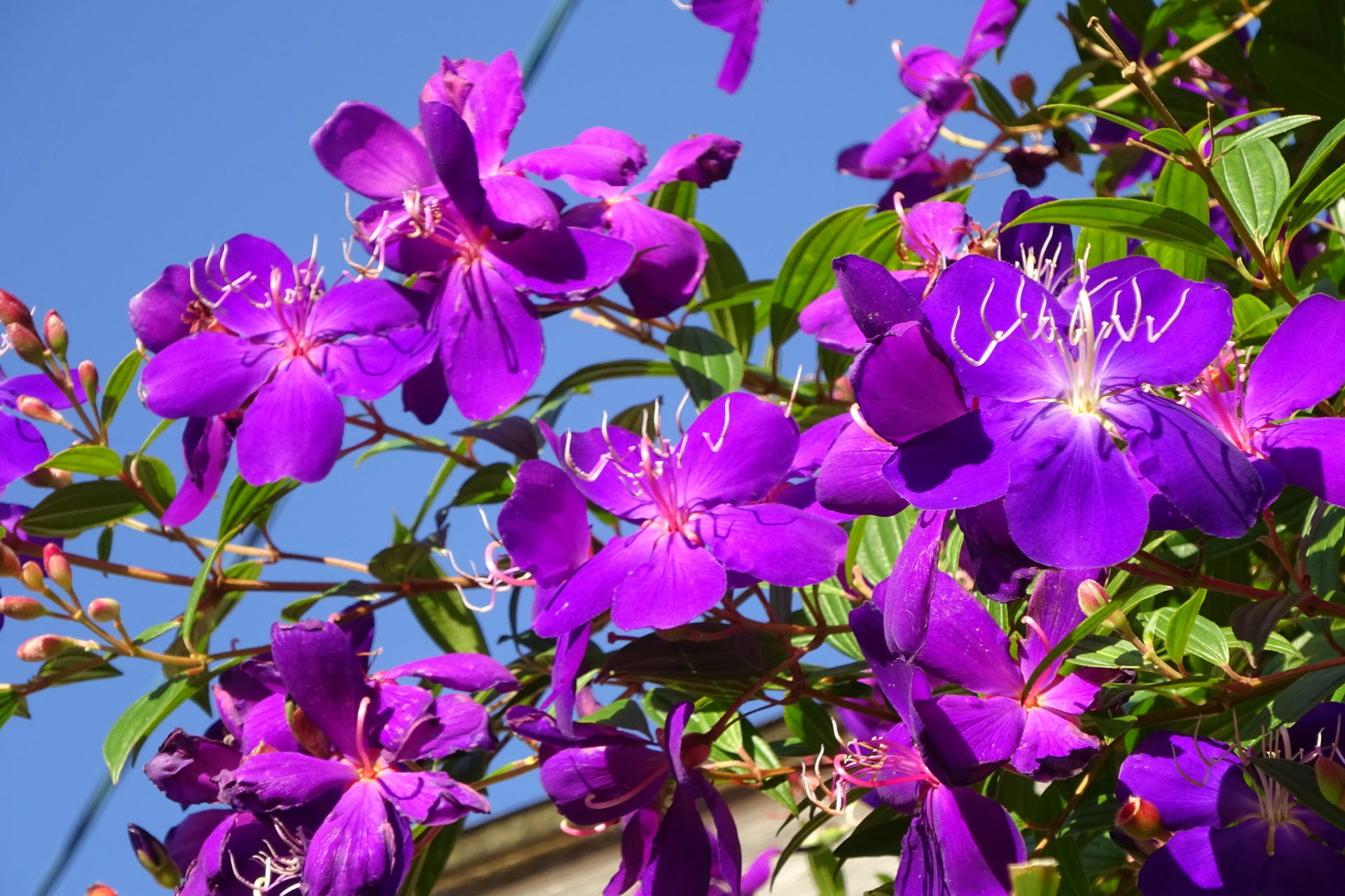 花 植物 秋の碧空に紫の花 壁紙19x1280 壁紙館