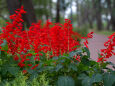 散歩道の花 2020-10-12-1