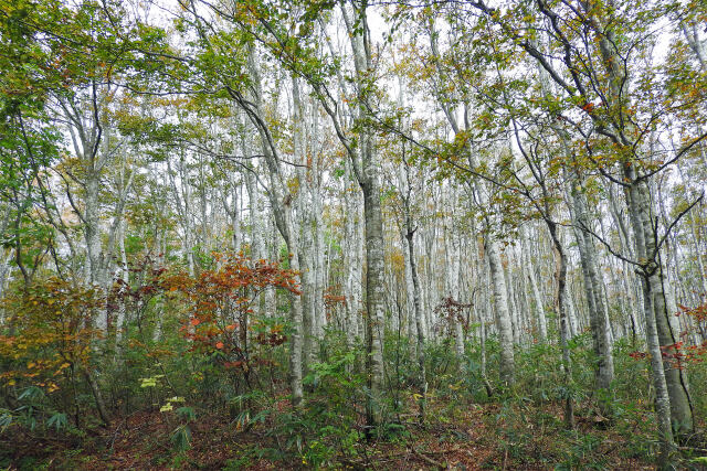 秋深まるブナ林