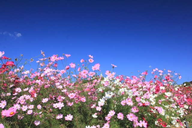 公園の遊歩道のコスモス