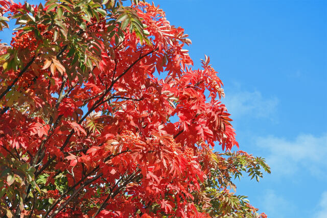 青空にナナカマド