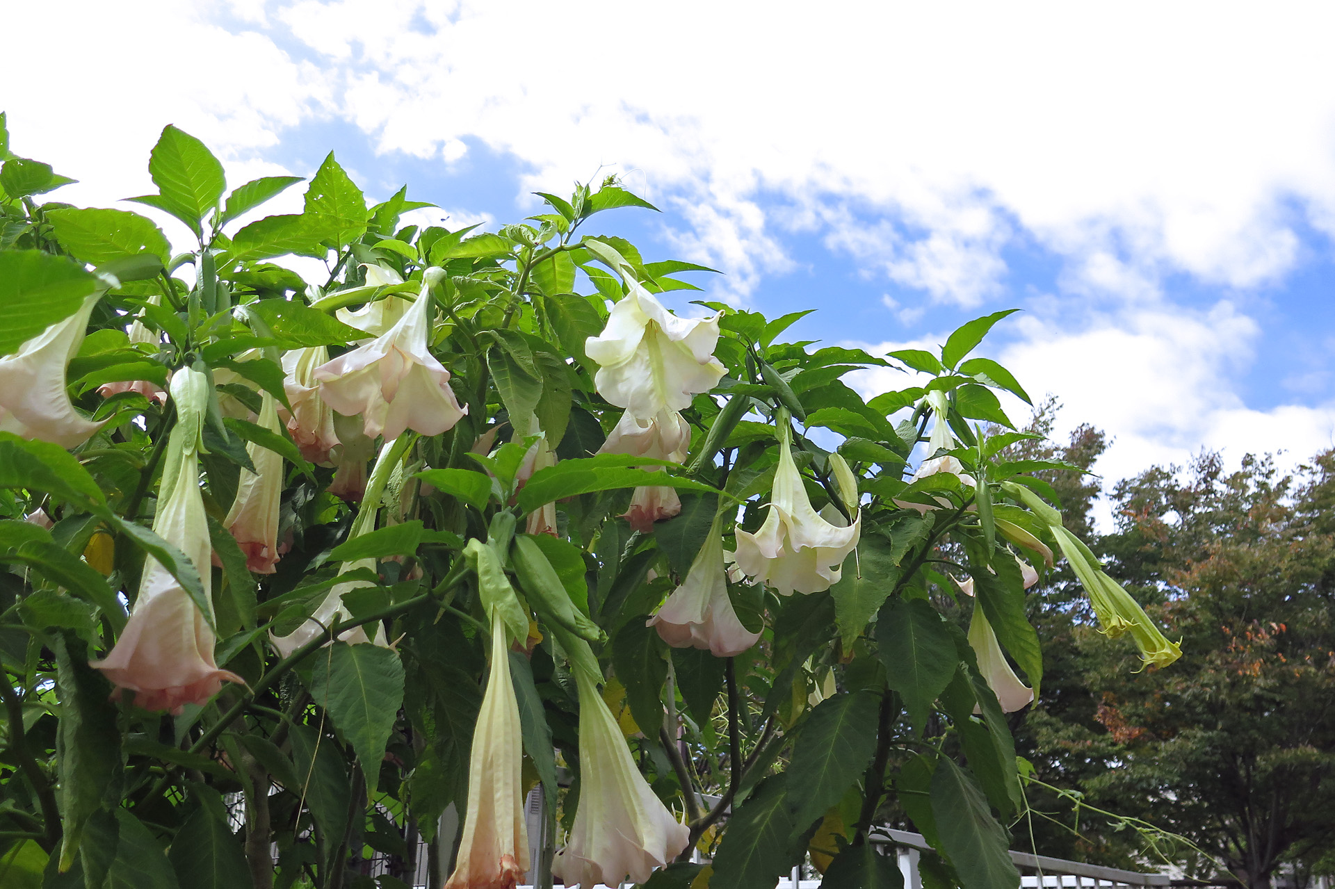 花 植物 エンジェルストランペット 壁紙19x1279 壁紙館