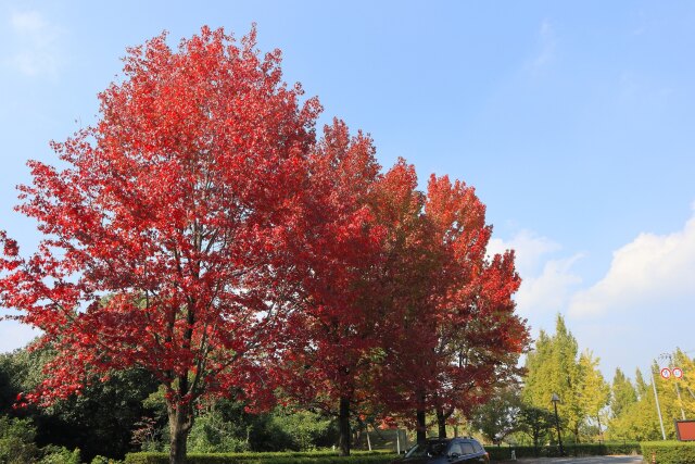 色づき始めた公園の木々