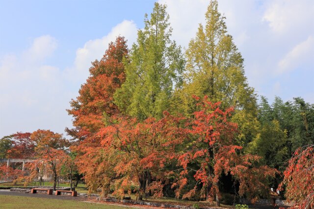 色づく公園の木々