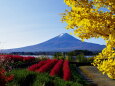 銀杏と富士山