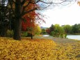 落ち葉の散歩道