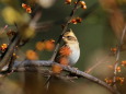 ミヤマホウジロ 嘴隠れてるよ！