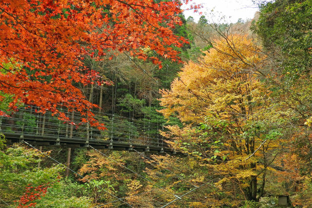 紅葉と吊り橋