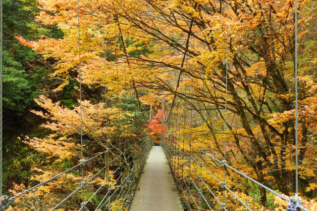 紅葉と吊り橋2