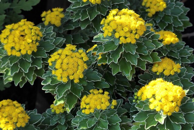 鑑賞菊いろいろ