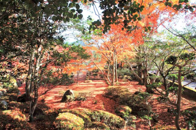 落ち葉の庭