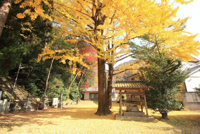 散りゆく銀杏の葉