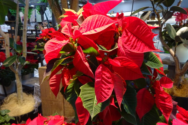 ポインセチア