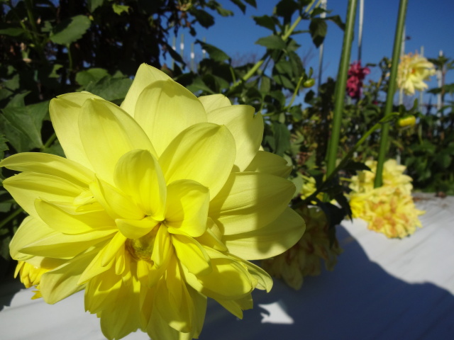 黄色いダリア