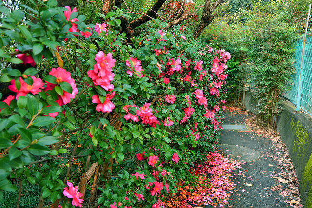 サザンカの咲く小道