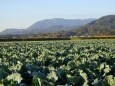 畑の向こうに宝満・三郡山系