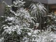 雪降る朝中庭の植物