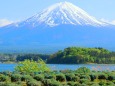 迎春 富士山