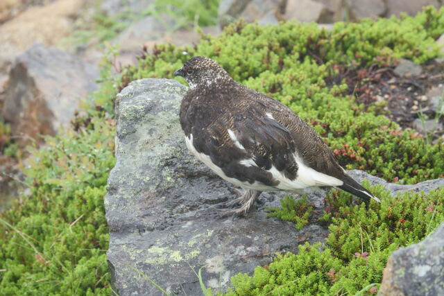 常念岳の雄雷鳥12