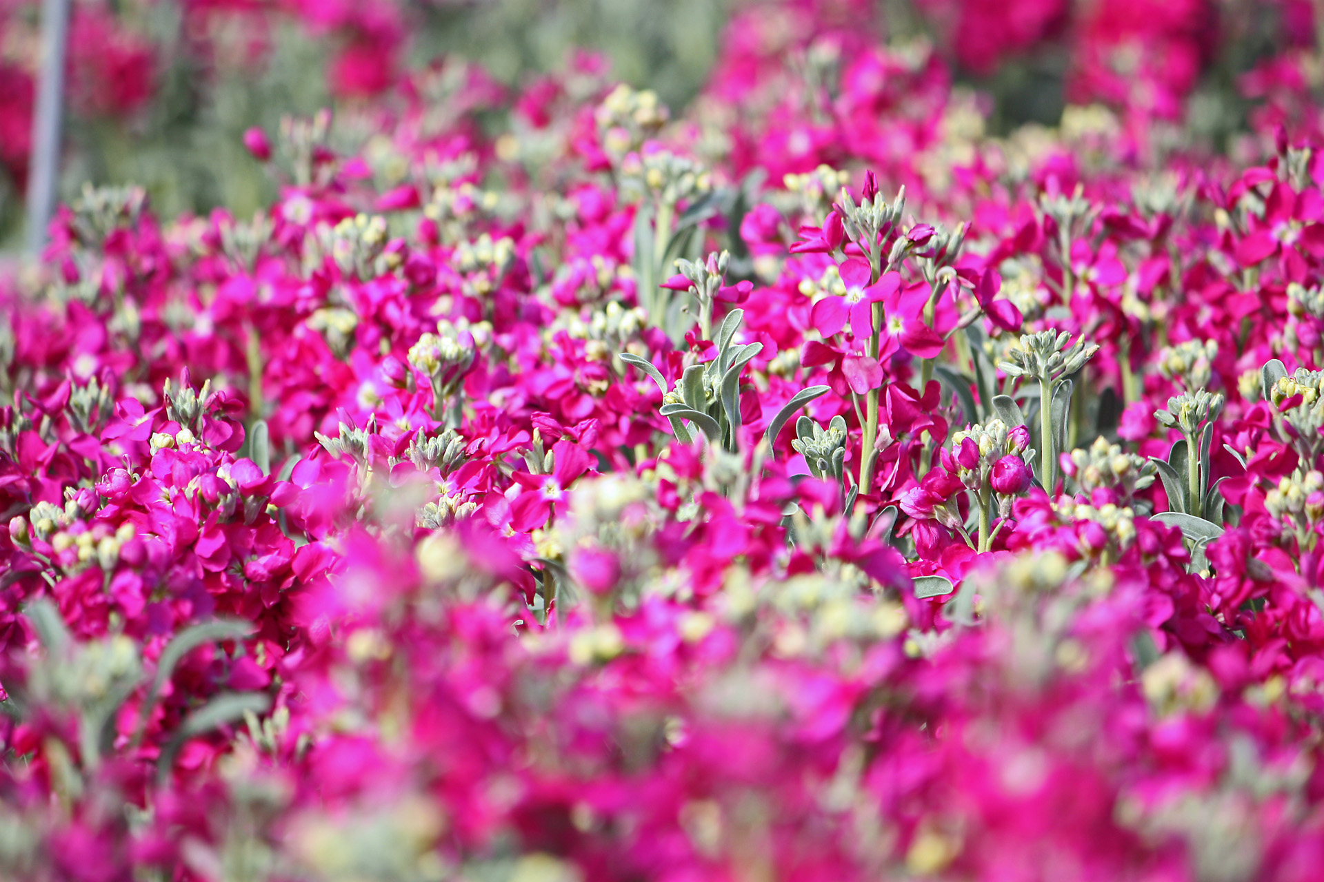 花 植物 ストックの花畑 壁紙19x1280 壁紙館