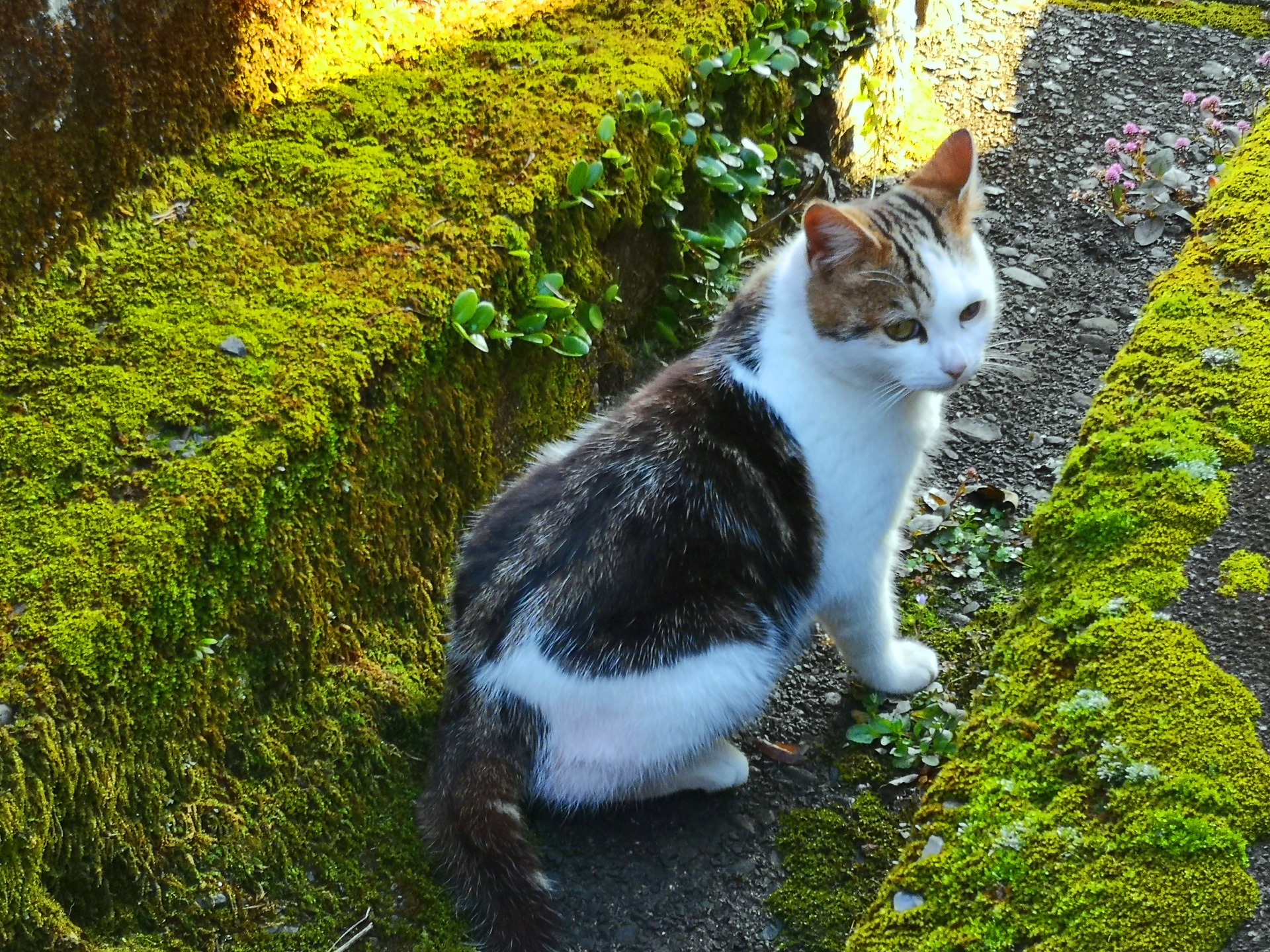 動物 猫 貴重なオスの三毛猫 壁紙19x1440 壁紙館