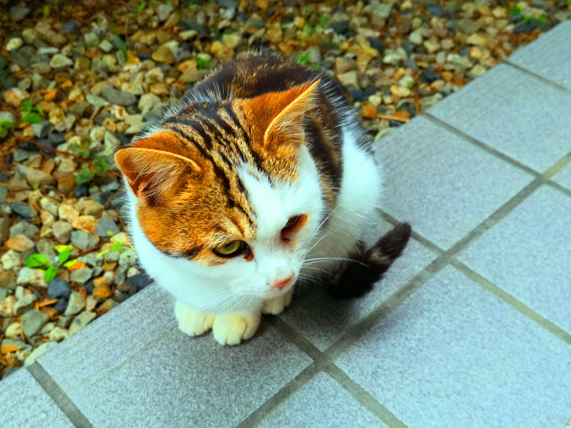 動物 猫 貴重なオスの三毛猫 壁紙19x1440 壁紙館