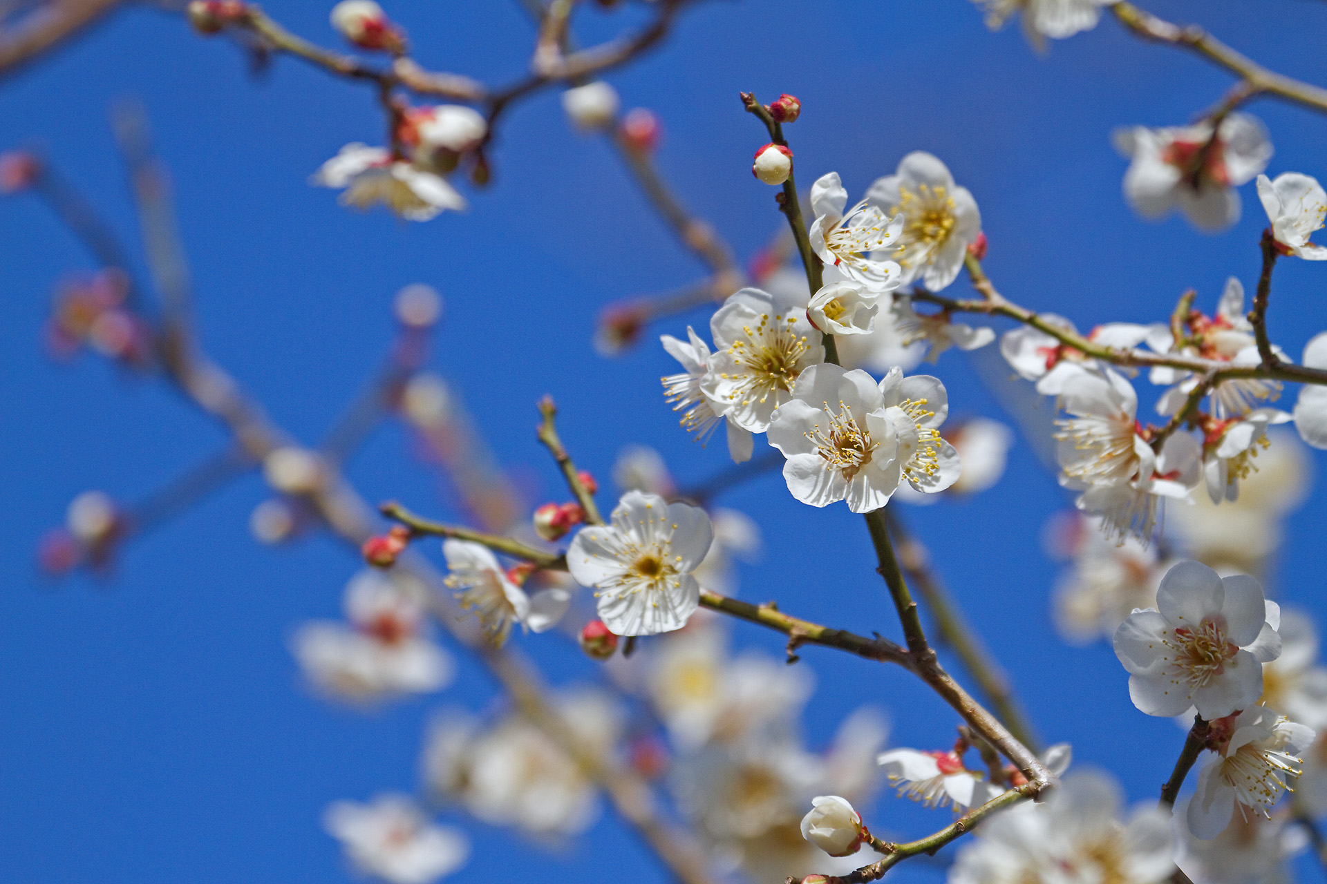 花 植物 梅の花 壁紙19x1280 壁紙館