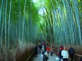 冬の京都竹林